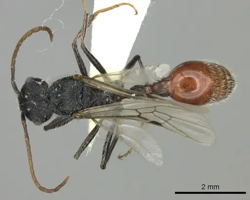 Pogonomyrmex mendozanus specimen CASENT0235299 image casent0235299_1