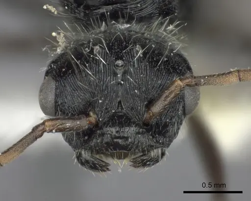 Pogonomyrmex mendozanus specimen CASENT0235299 image casent0235299_2