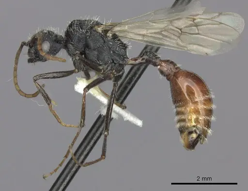 Pogonomyrmex mendozanus specimen CASENT0235299 image casent0235299_3