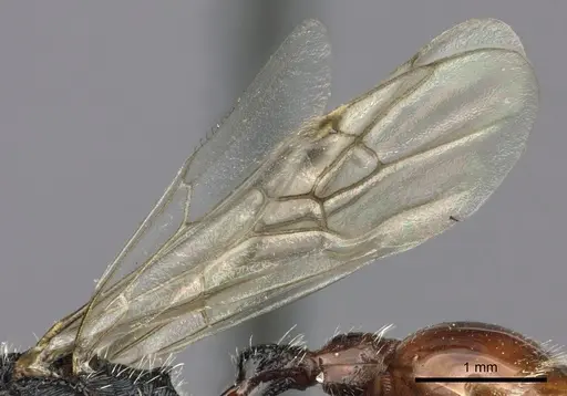 Pogonomyrmex mendozanus specimen CASENT0235299 image casent0235299_4