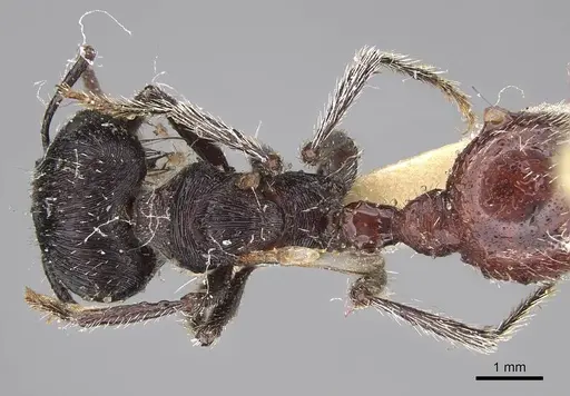 Pogonomyrmex mendozanus specimen CASENT0914120 image casent0914120_1