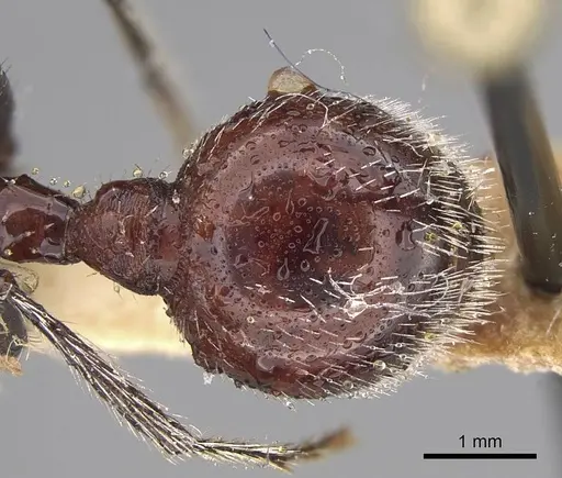 Pogonomyrmex mendozanus specimen CASENT0914120 image casent0914120_2