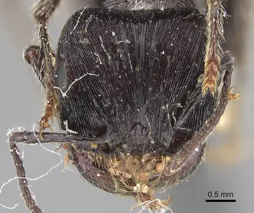 Pogonomyrmex mendozanus specimen CASENT0914120 image casent0914120_3