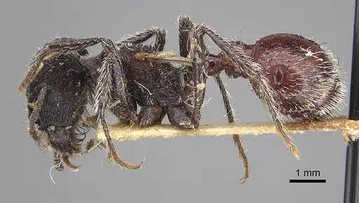 Pogonomyrmex mendozanus specimen CASENT0914120 image casent0914120_4