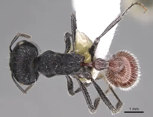 Pogonomyrmex mendozanus specimen CASENT0914385 image casent0914385_1