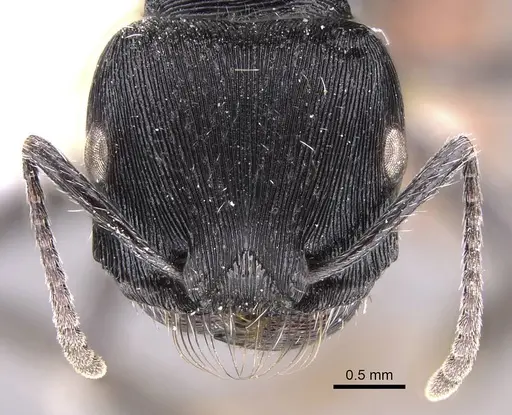 Pogonomyrmex mendozanus specimen CASENT0914385 image casent0914385_2