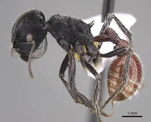 Pogonomyrmex mendozanus specimen CASENT0914385 image casent0914385_3