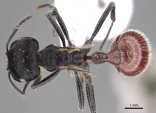 Pogonomyrmex mendozanus specimen CASENT0914403 image casent0914403_1