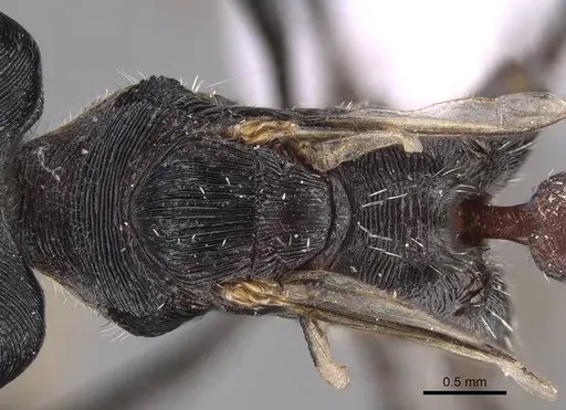 Pogonomyrmex mendozanus specimen CASENT0914403 image casent0914403_2