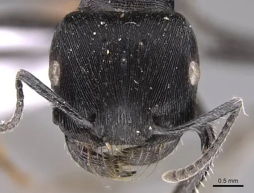 Pogonomyrmex mendozanus specimen CASENT0914403 image casent0914403_3