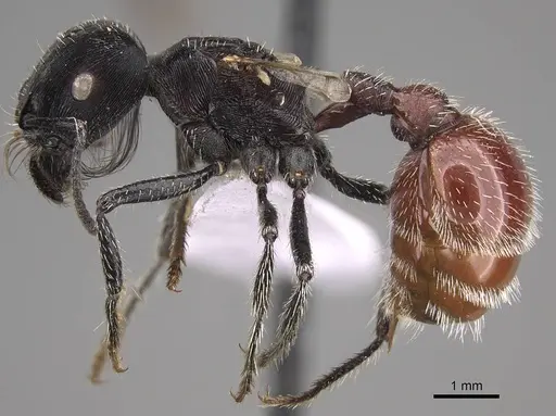 Pogonomyrmex mendozanus specimen CASENT0914403 image casent0914403_4