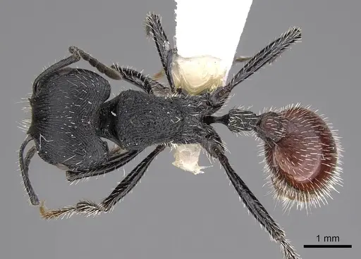 Pogonomyrmex meridionalis specimen CASENT0914367 image casent0914367_1