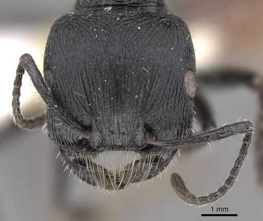 Pogonomyrmex meridionalis specimen CASENT0914367 image casent0914367_2