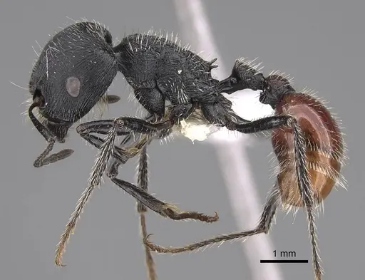Pogonomyrmex meridionalis specimen CASENT0914367 image casent0914367_3