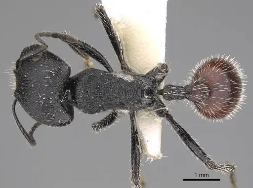 Pogonomyrmex meridionalis specimen CASENT0914368 image casent0914368_1