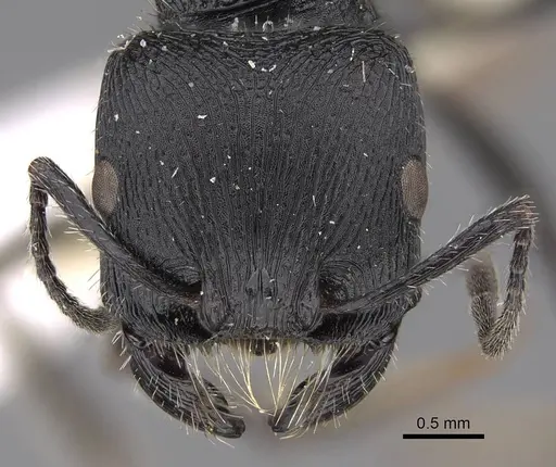 Pogonomyrmex meridionalis specimen CASENT0914368 image casent0914368_2