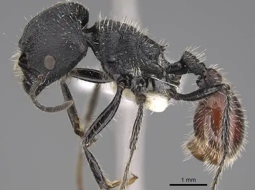 Pogonomyrmex meridionalis specimen CASENT0914368 image casent0914368_3