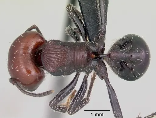 Pogonomyrmex micans specimen CASENT0103265 image casent0103265_1
