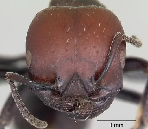 Pogonomyrmex micans specimen CASENT0103265 image casent0103265_2