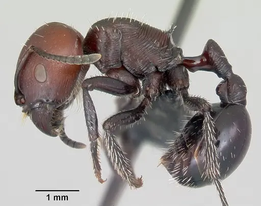 Pogonomyrmex micans specimen CASENT0103265 image casent0103265_3
