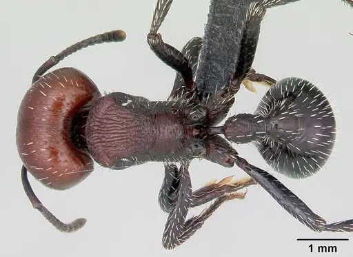 Pogonomyrmex micans specimen CASENT0172674 image casent0172674_1