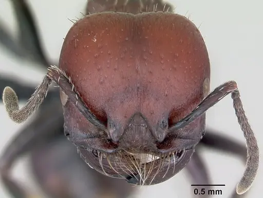 Pogonomyrmex micans specimen CASENT0172674 image casent0172674_2