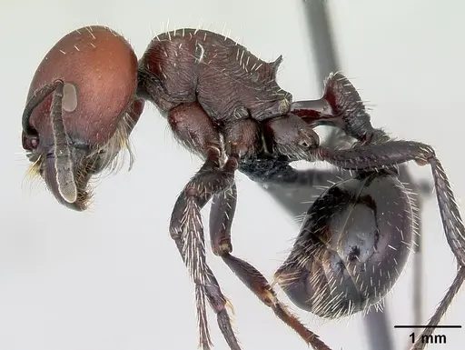Pogonomyrmex micans specimen CASENT0172674 image casent0172674_3