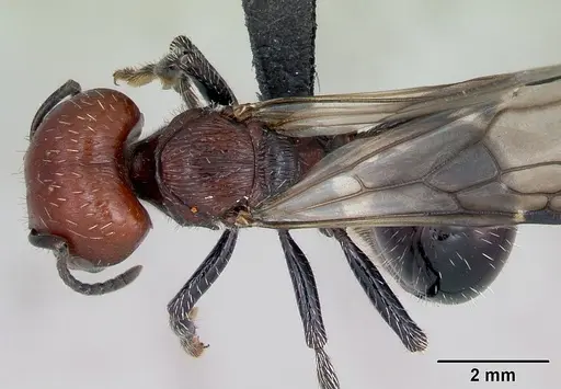Pogonomyrmex micans specimen CASENT0172675 image casent0172675_1