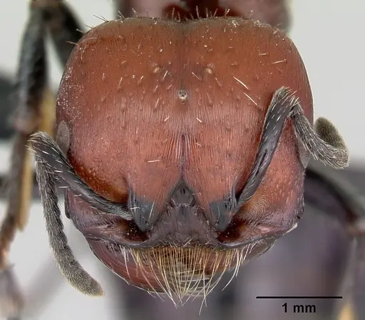 Pogonomyrmex micans specimen CASENT0172675 image casent0172675_2