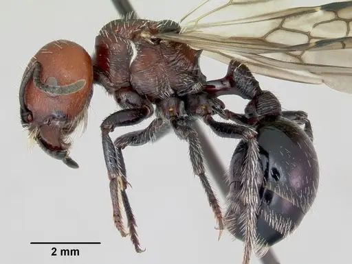 Pogonomyrmex micans specimen CASENT0172675 image casent0172675_3