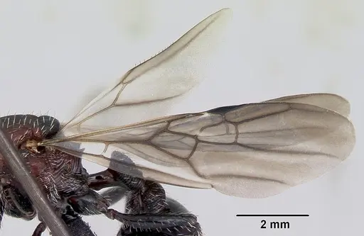 Pogonomyrmex micans specimen CASENT0172675 image casent0172675_4