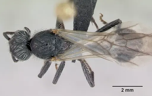Pogonomyrmex micans specimen CASENT0172676 image casent0172676_1