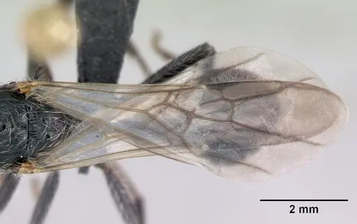 Pogonomyrmex micans specimen CASENT0172676 image casent0172676_2