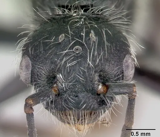 Pogonomyrmex micans specimen CASENT0172676 image casent0172676_3