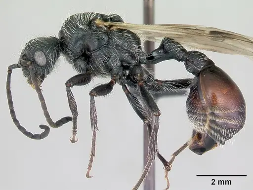 Pogonomyrmex micans specimen CASENT0172676 image casent0172676_4
