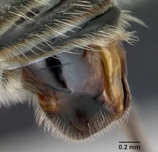 Pogonomyrmex micans specimen CASENT0172676 image casent0172676_5