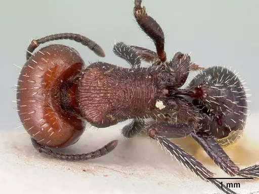 Pogonomyrmex micans specimen CASENT0217254 image casent0217254_1