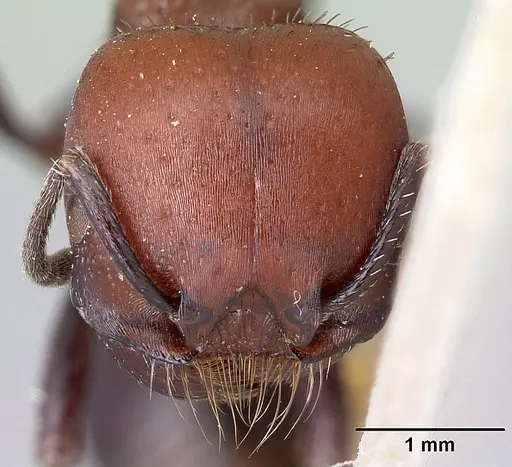 Pogonomyrmex micans specimen CASENT0217254 image casent0217254_2