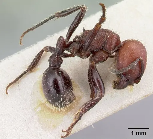 Pogonomyrmex micans specimen CASENT0217254 image casent0217254_3