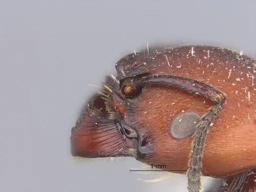 Pogonomyrmex micans specimen CASENT0869787 image casent0869787_1