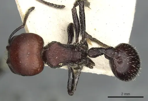 Pogonomyrmex micans specimen CASENT0901491 image casent0901491_1
