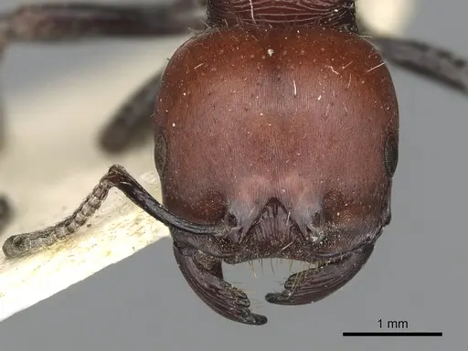 Pogonomyrmex micans specimen CASENT0901491 image casent0901491_2