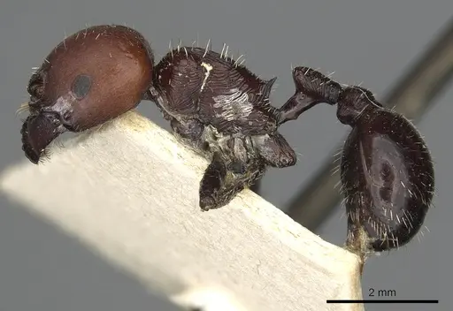 Pogonomyrmex micans specimen CASENT0901491 image casent0901491_3