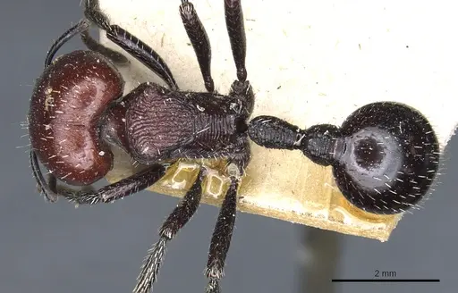 Pogonomyrmex micans specimen CASENT0904104 image casent0904104_1