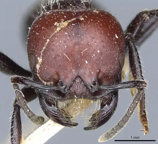 Pogonomyrmex micans specimen CASENT0904104 image casent0904104_2
