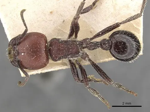 Pogonomyrmex micans specimen CASENT0907668 image casent0907668_1