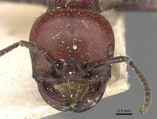 Pogonomyrmex micans specimen CASENT0907668 image casent0907668_2