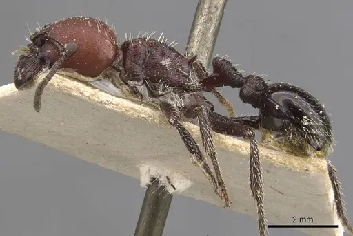 Pogonomyrmex micans specimen CASENT0907668 image casent0907668_3