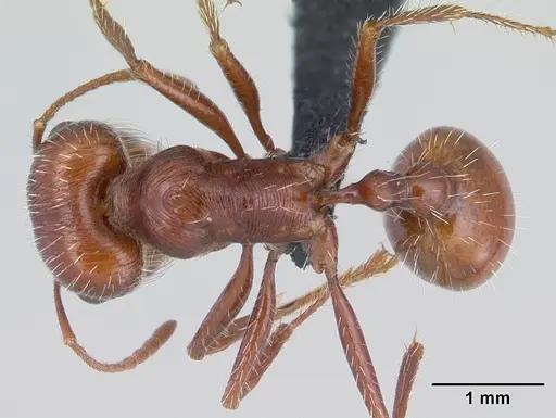 Pogonomyrmex mohavensis specimen CASENT0188646 image casent0188646_1