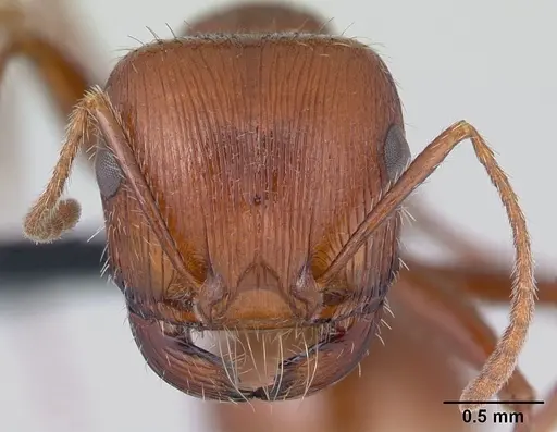 Pogonomyrmex mohavensis specimen CASENT0188646 image casent0188646_2